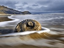 Jeu Puzzle Casse-tête en ligne Paysages Plages Lyme Regis Coquillage Fossile