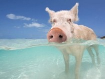 Jeu Puzzle Casse-tête en ligne Paysages Plages Cochons Exumas Bahamas