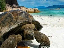 Jeu Puzzle Casse-tête en ligne Paysages Plages Tortue Seychelles
