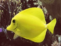 Jeu Puzzle Casse-tête en ligne Animaux Mer Poisson Chirurgien jaune Zebrasoma flavescens