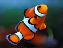 Jeu Puzzle Casse-tête en ligne Animaux Mer Poissons clown Amphiprioninae