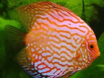 Jeu Puzzle Casse-tête en ligne Animaux Mer Poissons Discus