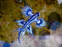 Jeu Puzzle Casse-tête en ligne Animaux Mer Poisson Dragon bleu Blue glaucus atlanticus