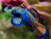 Jeu Puzzle Casse-tête en ligne Animaux Mer Poissons mandarin cachemire Synchiropus splendidus