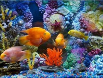 Jeu Puzzle Casse-tête en ligne Animaux Mer Poissons Aquarium