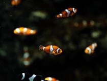 Jeu Puzzle Casse-tête en ligne Animaux Mer Poissons clown Amphiprioninae