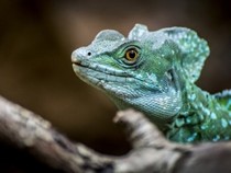 Jeu Puzzle Casse-tête en ligne Animaux Reptiles Lézard Basilic