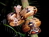 Jeu Puzzle Casse-tête en ligne Animaux Reptiles Serpent Boa Constrictor