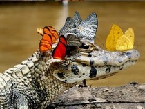 Jeu Puzzle Casse-tête en ligne Animaux Reptiles Caiman Papillons