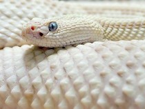Jeu Puzzle Casse-tête en ligne Animaux Reptiles Serpent Cobra blanc