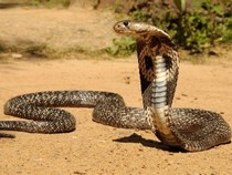 Jeu Puzzle Casse-tête en ligne Animaux Reptiles Serpent Cobra royal