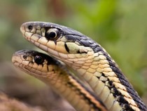 Jeu Puzzle Casse-tête en ligne Animaux Reptiles Serpent Couleuvres