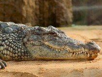 Jeu Puzzle Casse-tête en ligne Animaux Reptiles Crocodile