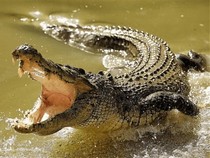 Jeu Puzzle Casse-tête en ligne Animaux Reptiles Crocodile