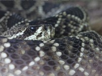 Jeu Puzzle Casse-tête en ligne Animaux Reptiles Serpent Crotale