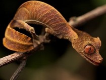 Jeu Puzzle Casse-tête en ligne Animaux Reptiles Gecko satanique