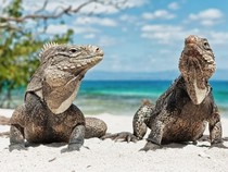 Jeu Puzzle Casse-tête en ligne Animaux Reptiles Iguanes
