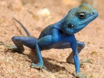 Jeu Puzzle Casse-tête en ligne Animaux Reptiles Lézard bleu