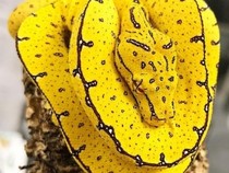 Jeu Puzzle Casse-tête en ligne Animaux Reptiles Serpent Python jaune