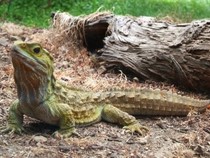 Jeu Puzzle Casse-tête en ligne Animaux Reptiles Lézard Sphenodon Tuatara