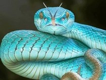 Jeu Puzzle Casse-tête en ligne Animaux Reptiles Serpent Vipère bleue