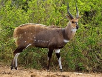 Jeu Puzzle Casse-tête en ligne Animaux Antilope Bushbuck
