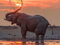 Jeu Puzzle Casse-tête en ligne Animaux Eléphant Botswana