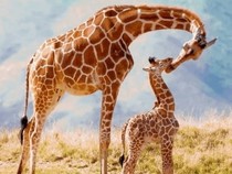 Jeu Puzzle Casse-tête en ligne Animaux Girafe Girafon