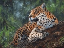 Jeu Puzzle Casse-tête en ligne Animaux Jaguar