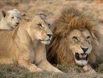 Jeu Puzzle Casse-tête en ligne Animaux Lion Lionne Lionceau