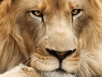 Jeu Puzzle Casse-tête en ligne Animaux Lion