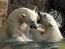 Jeu Puzzle Casse-tête en ligne Animaux Ours polaires