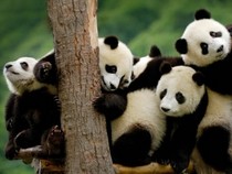 Jeu Puzzle Casse-tête en ligne Animaux sauvages Panda Bébés