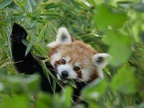 Jeu Puzzle Casse-tête en ligne Animaux sauvages Panda roux