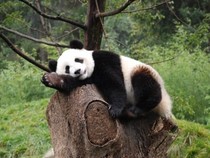 Jeu Puzzle Casse-tête en ligne Animaux sauvages Panda