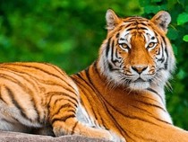 Jeu Puzzle Casse-tête en ligne Animaux Tigre