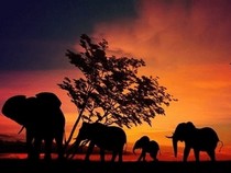 Jeu Puzzle Casse-tête en ligne Paysages Soleil Coucher Eléphants Afrique