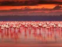 Jeu Puzzle Casse-tête en ligne Paysages Soleil Nakuru Kenya Flamands roses
