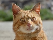Testez vos connaissances sur les animaux - Quizz sur les  sur les chats célèbres