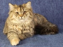 Testez vos connaissances sur les animaux - Quizz sur les  sur les races de chats