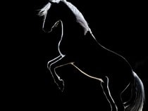 Testez vos connaissances sur les animaux - Quizz sur les  sur les chevaux célèbres