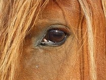 Testez vos connaissances sur les animaux - Quizz sur les  sur le comportement des poneys et chevaux