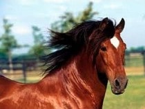 Testez vos connaissances sur les animaux - Quizz sur les  sur les races et robes des chevaux