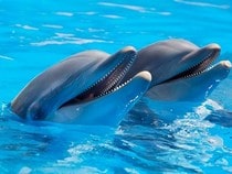 Testez vos connaissances sur les animaux - Quizz sur les  sur les dauphins