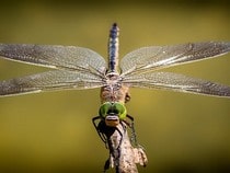 Testez vos connaissances sur les animaux - Quizz sur les  sur les insectes à la loupe