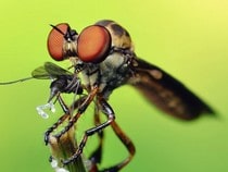 Testez vos connaissances sur les animaux - Quizz sur les  sur le monde des insectes