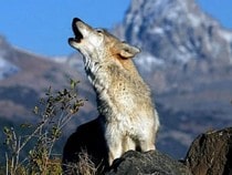 Testez vos connaissances sur les animaux - Quizz sur les  sur les loups