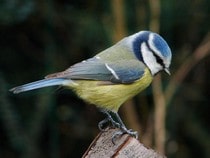 Testez vos connaissances sur les animaux - Quizz sur les  sur les petits oiseaux