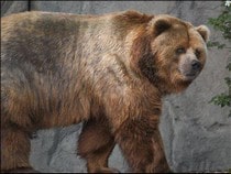 Testez vos connaissances sur les animaux - Quizz sur les  sur les ours bruns