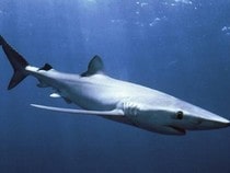 Testez vos connaissances sur les animaux - Quizz sur les  sur les requins